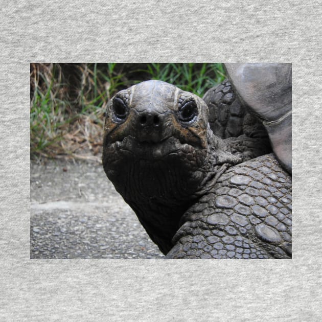 Aldabra Giant Tortoise by kirstybush